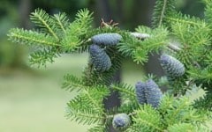 Le temps des arbres