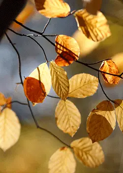 Automne