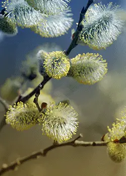 Printemps
