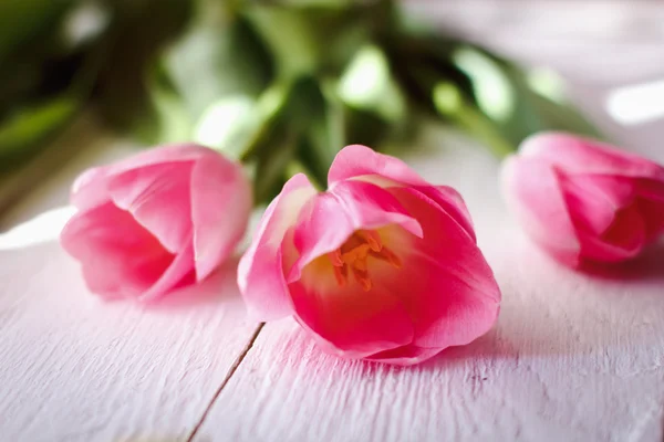 superbe tulipe